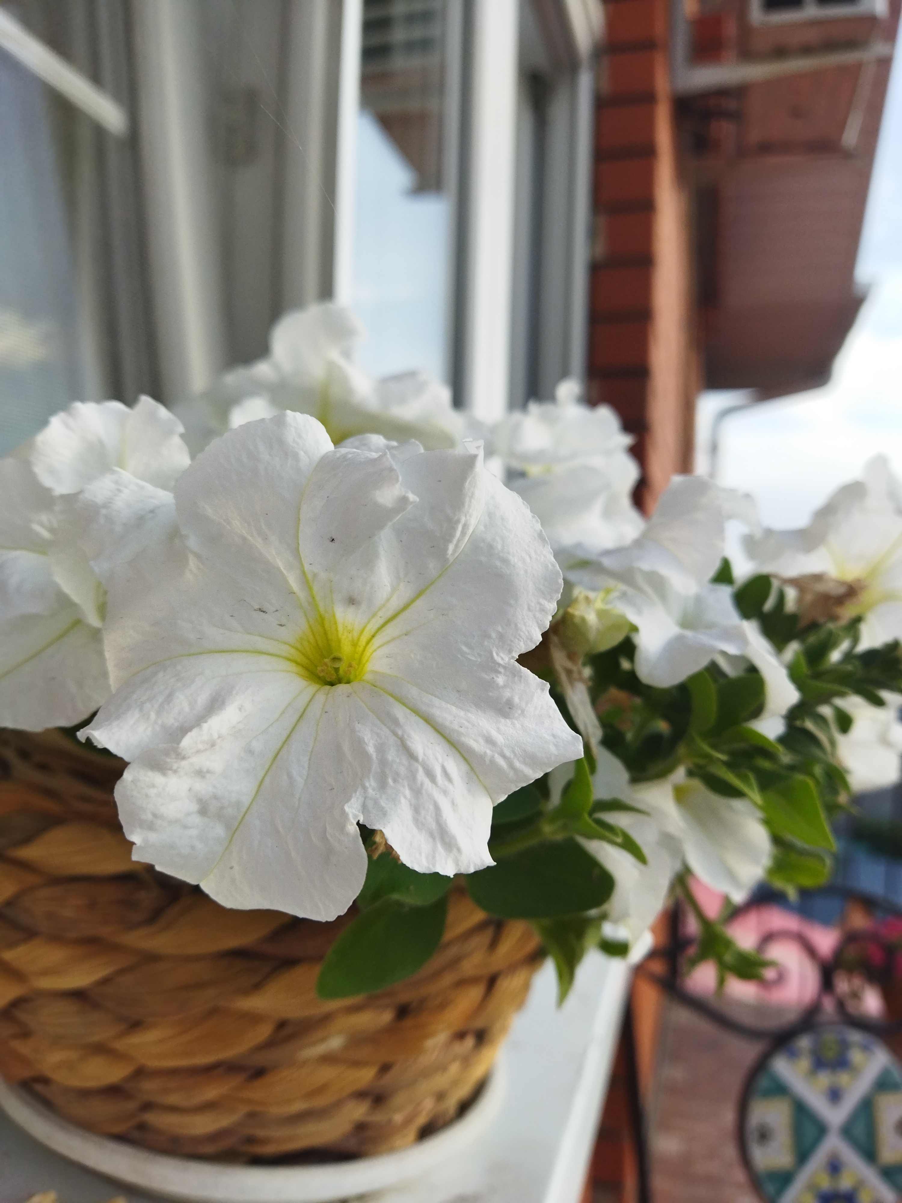 Фото На Верандах