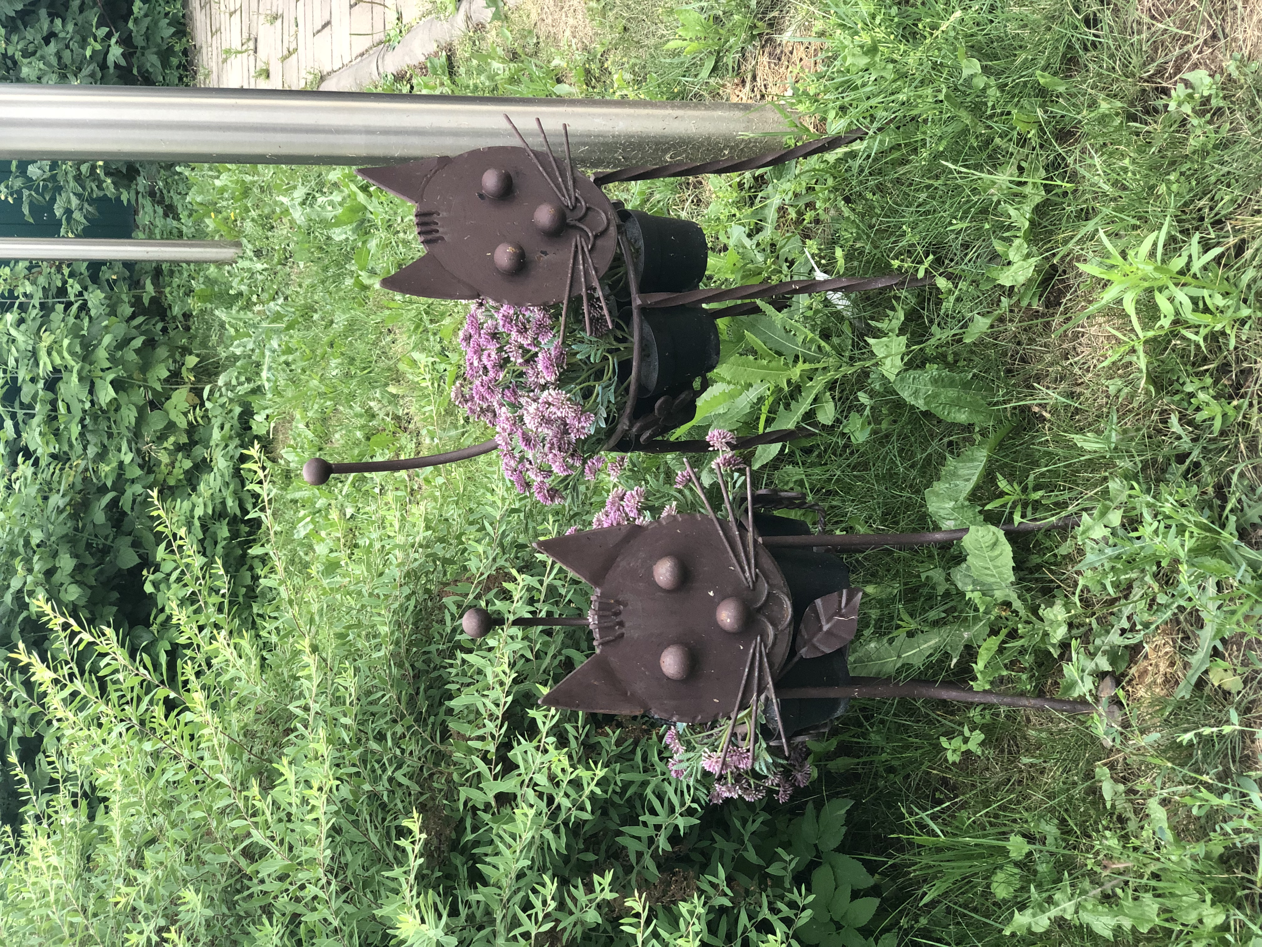 Фото Кот и кошка