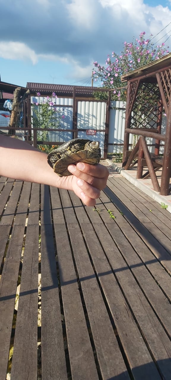 Фото Лазурный