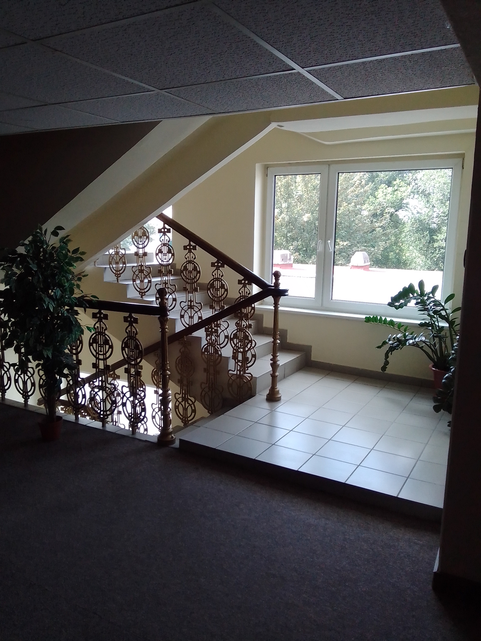 Фото Лебедь