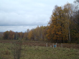 лес Тульские засеки (Tula Region, Dubenskiy rayon, selskoye poseleniye Protasovskoye), nature reserve