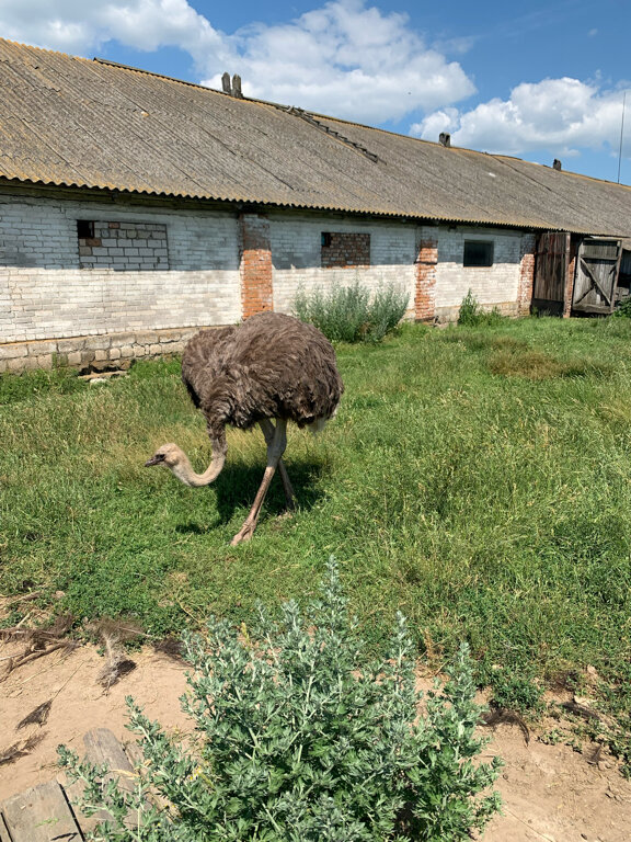 Отдых на ферме Агроусадьба Слуцкий страус, Минская область, фото
