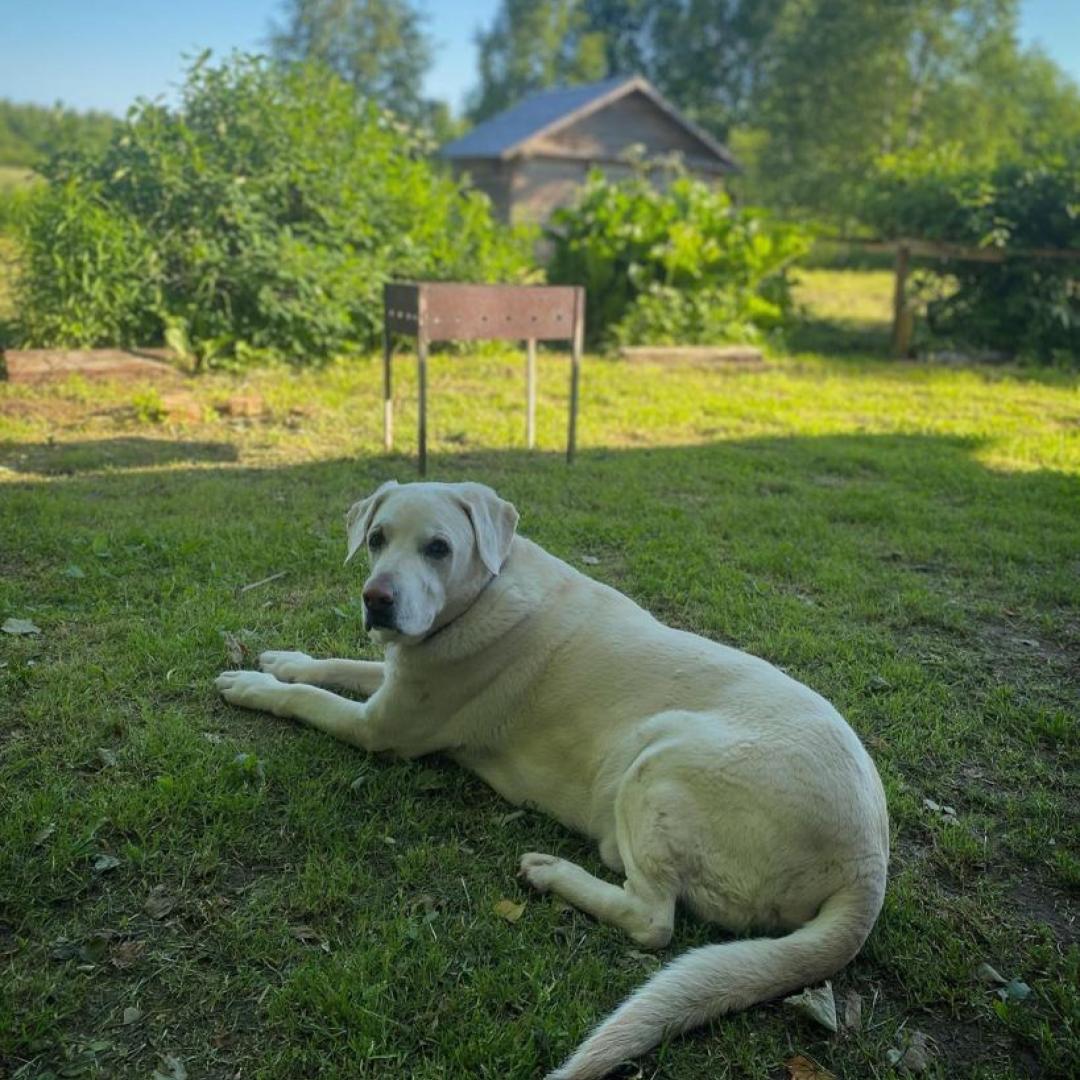 Фото Дом под липой