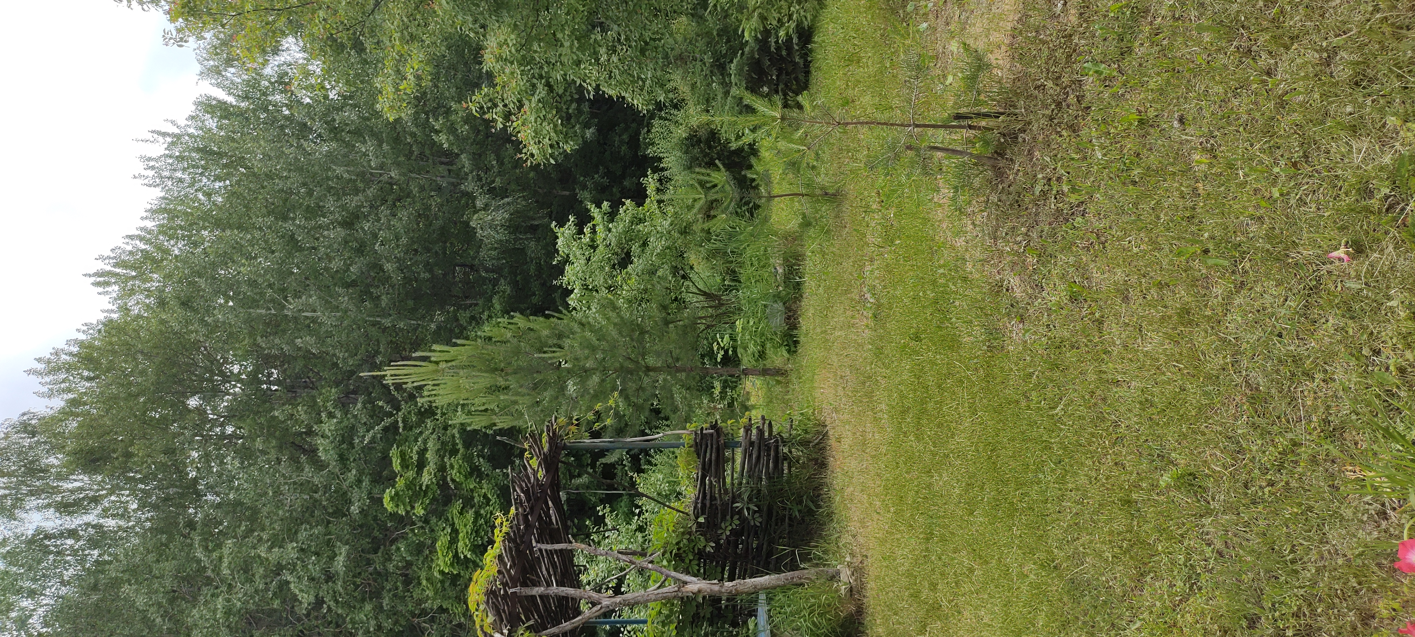 Фото Дубрава