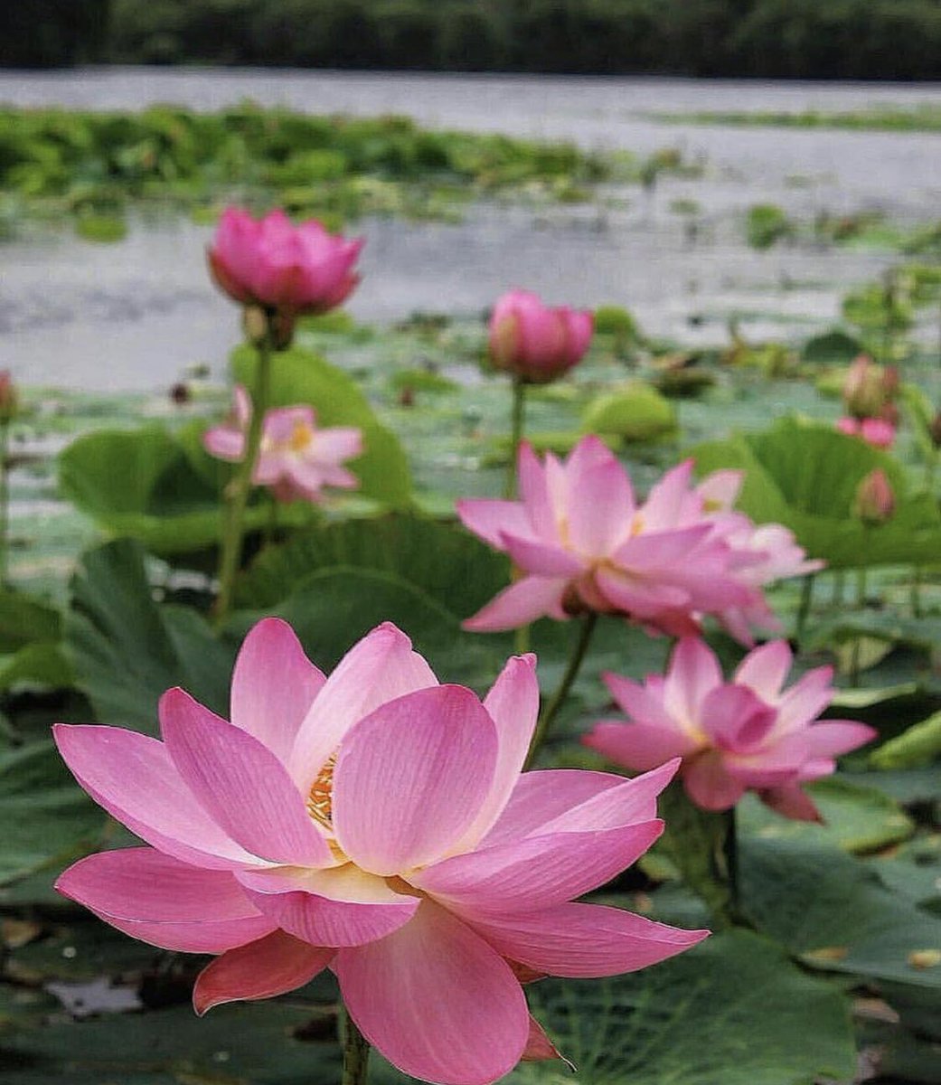 Фото Домдрузей.рф
