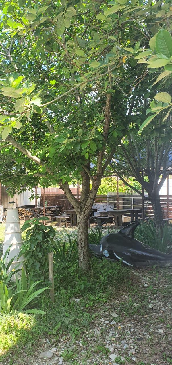 Фото Дельфин