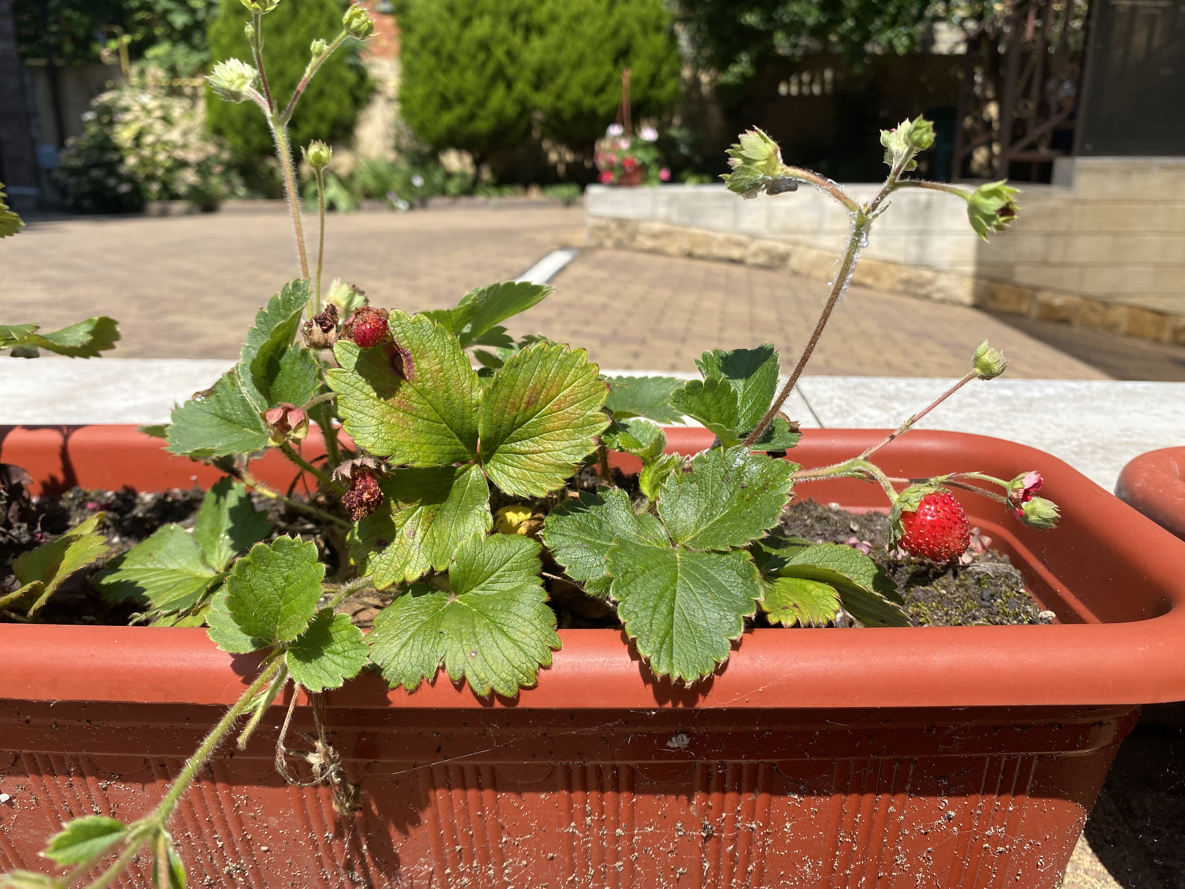 Фото Катран