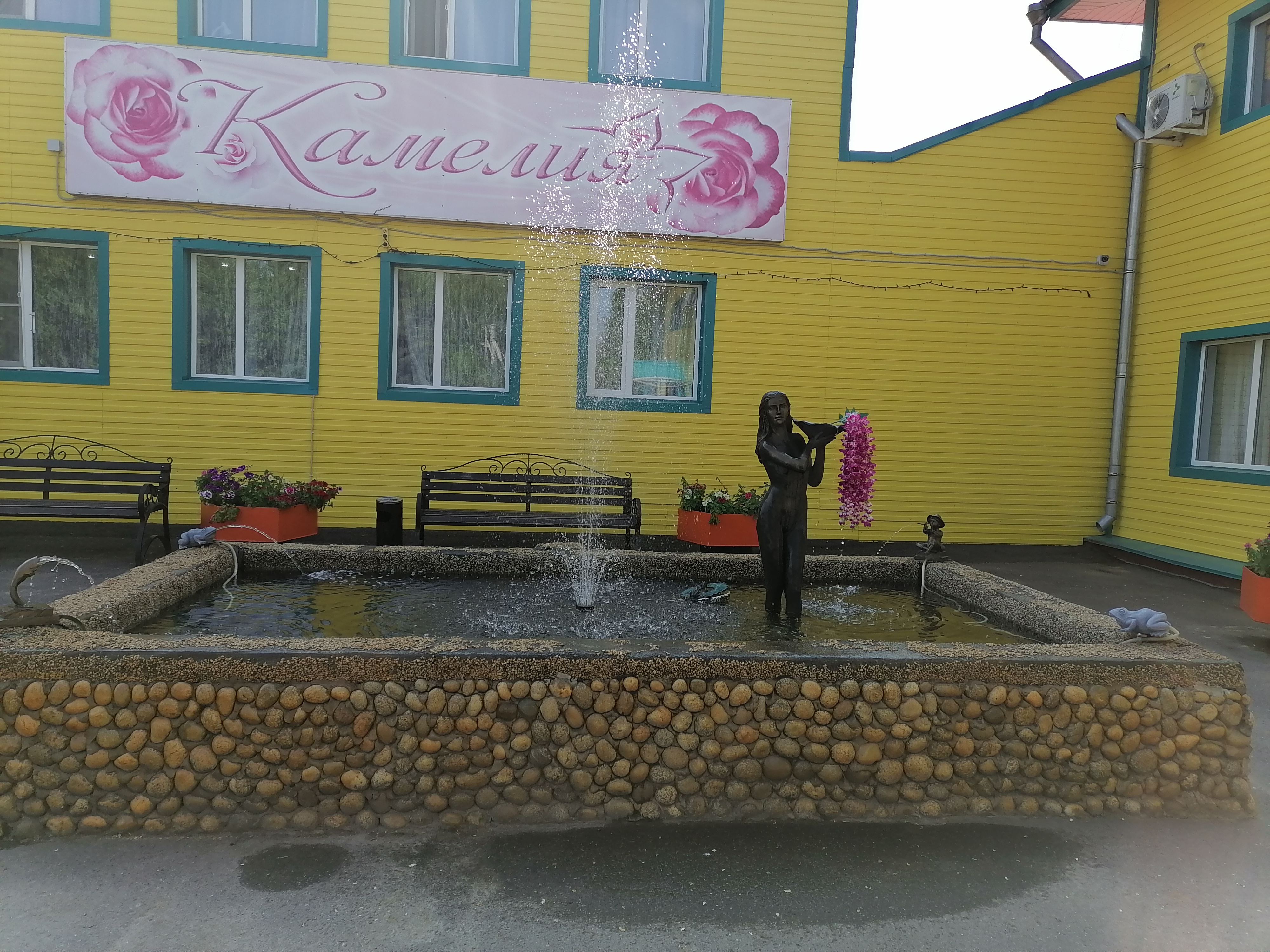 Фото Камелия