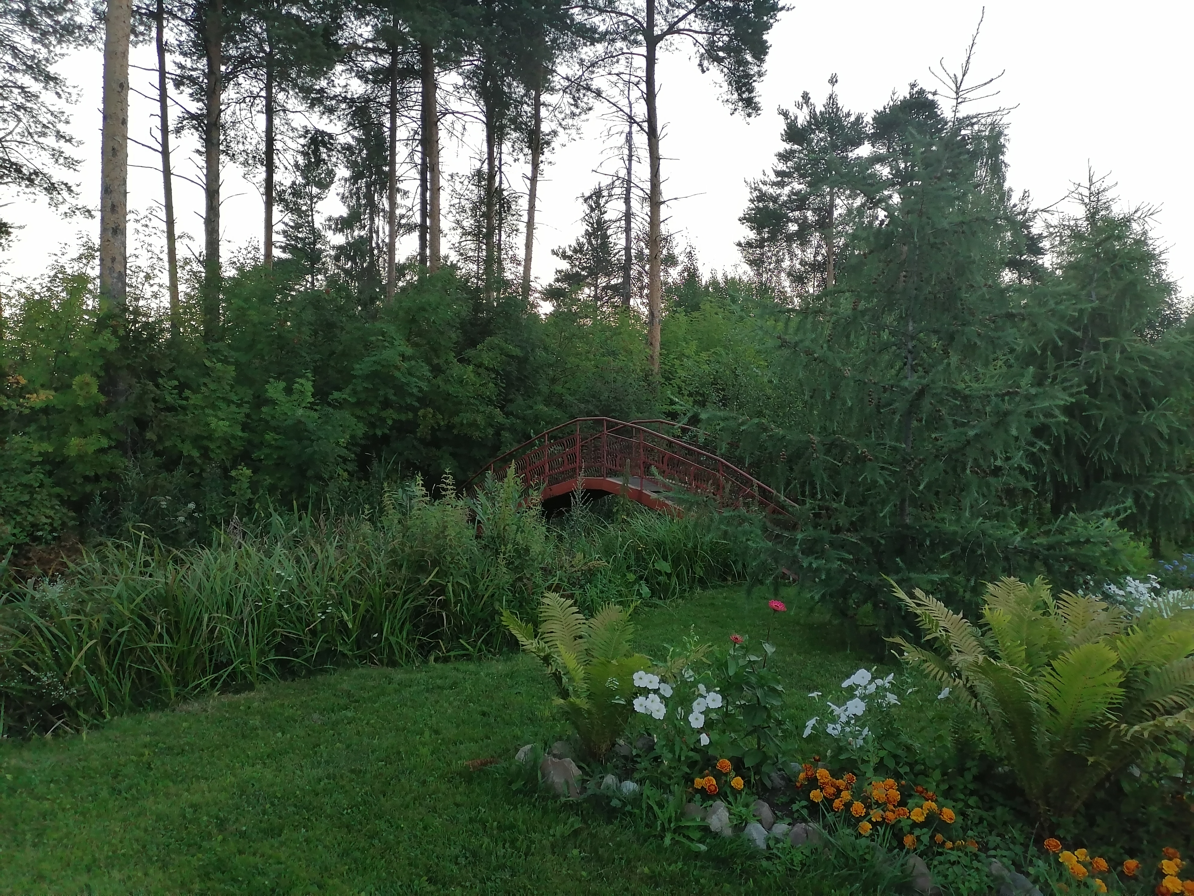 Фото Камелия