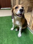Зоогостиница Лео (Transportnaya ulitsa, 41Г), hotel para animales