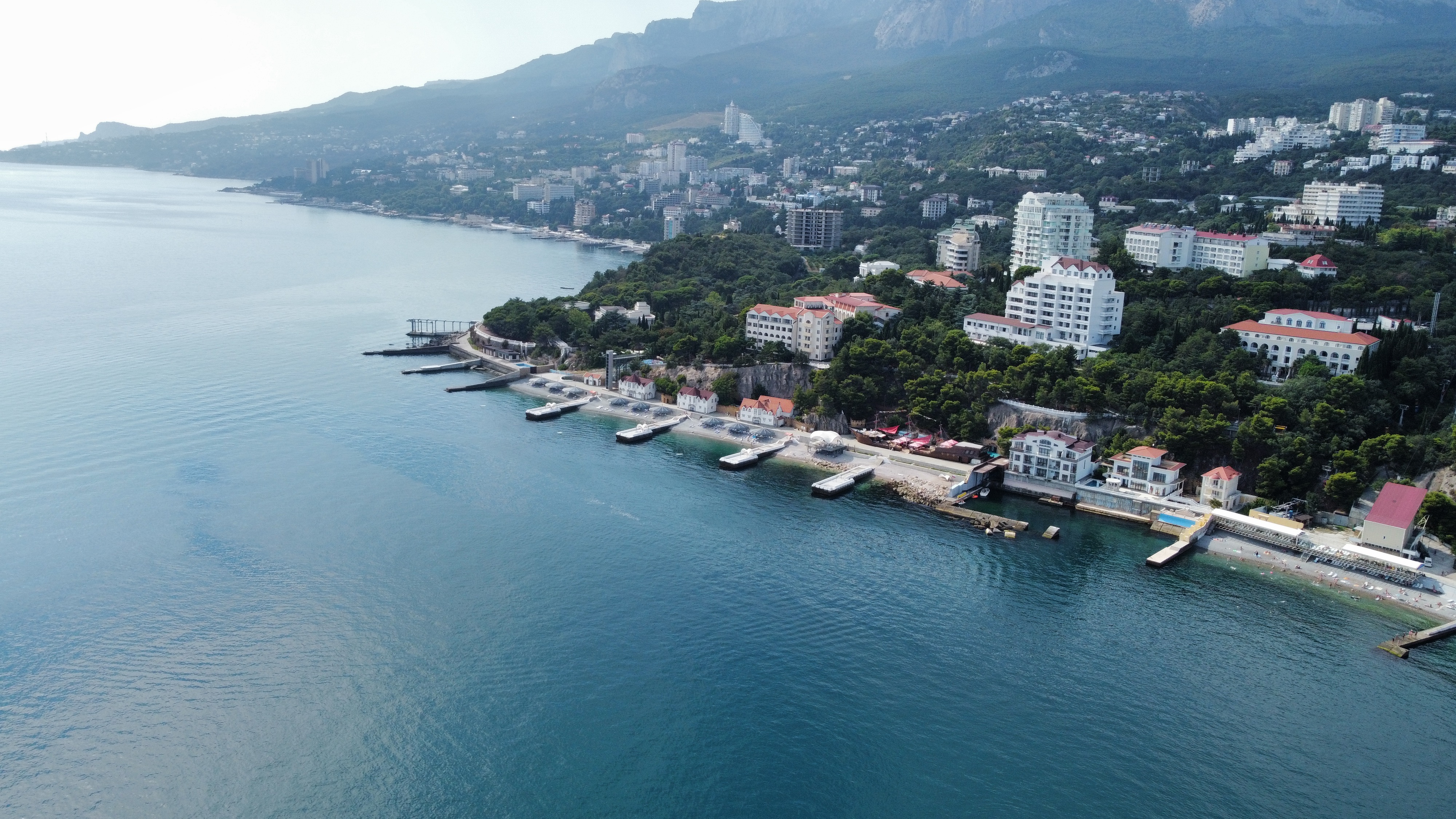 Фото Пальма