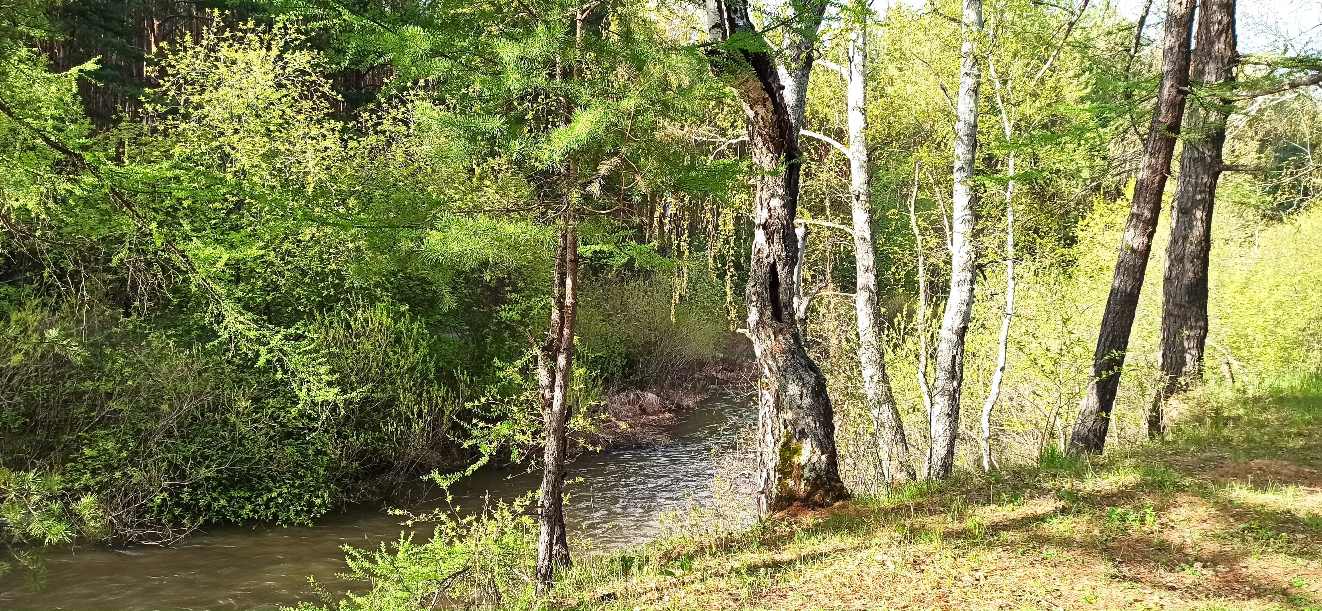 Фото Кизиловая