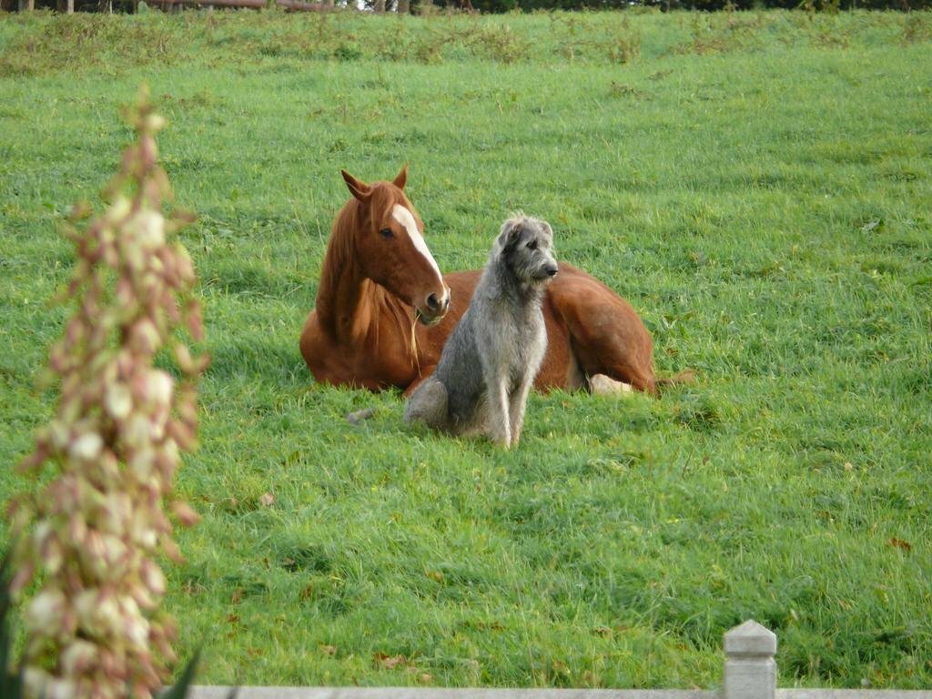 Hotel Gîte De L'Etot Fossey, Manche, photo