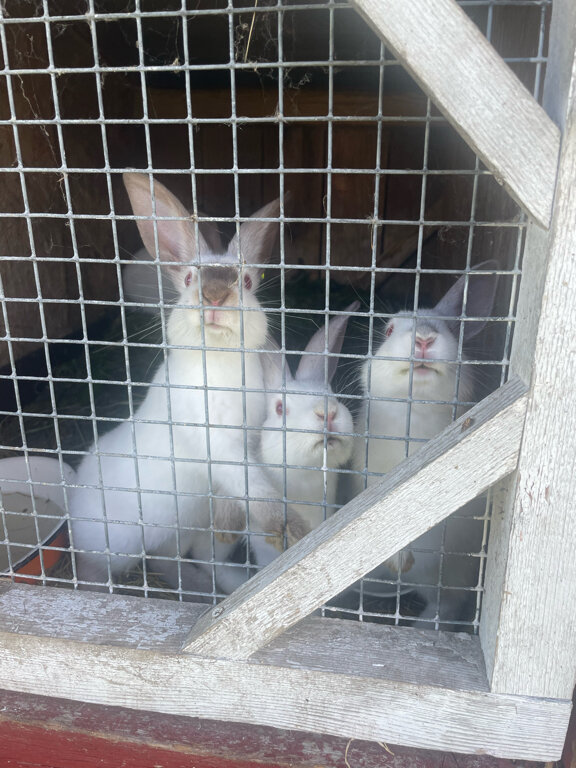 Фото Остров Мейери