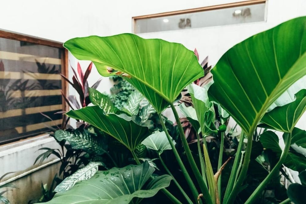 Фото Moss Colombo