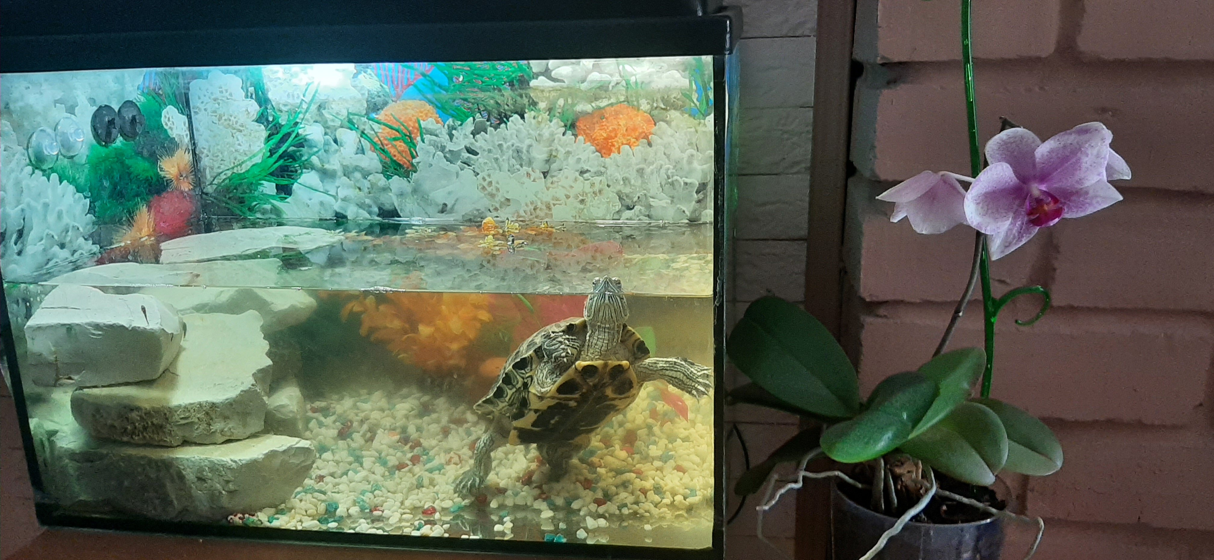 Фото Баунти