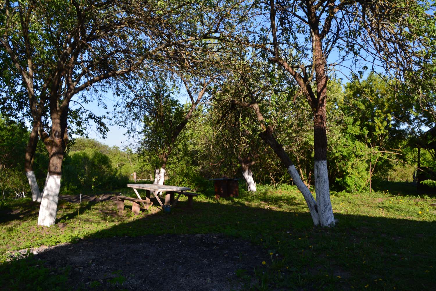 Фото Лес среди болот