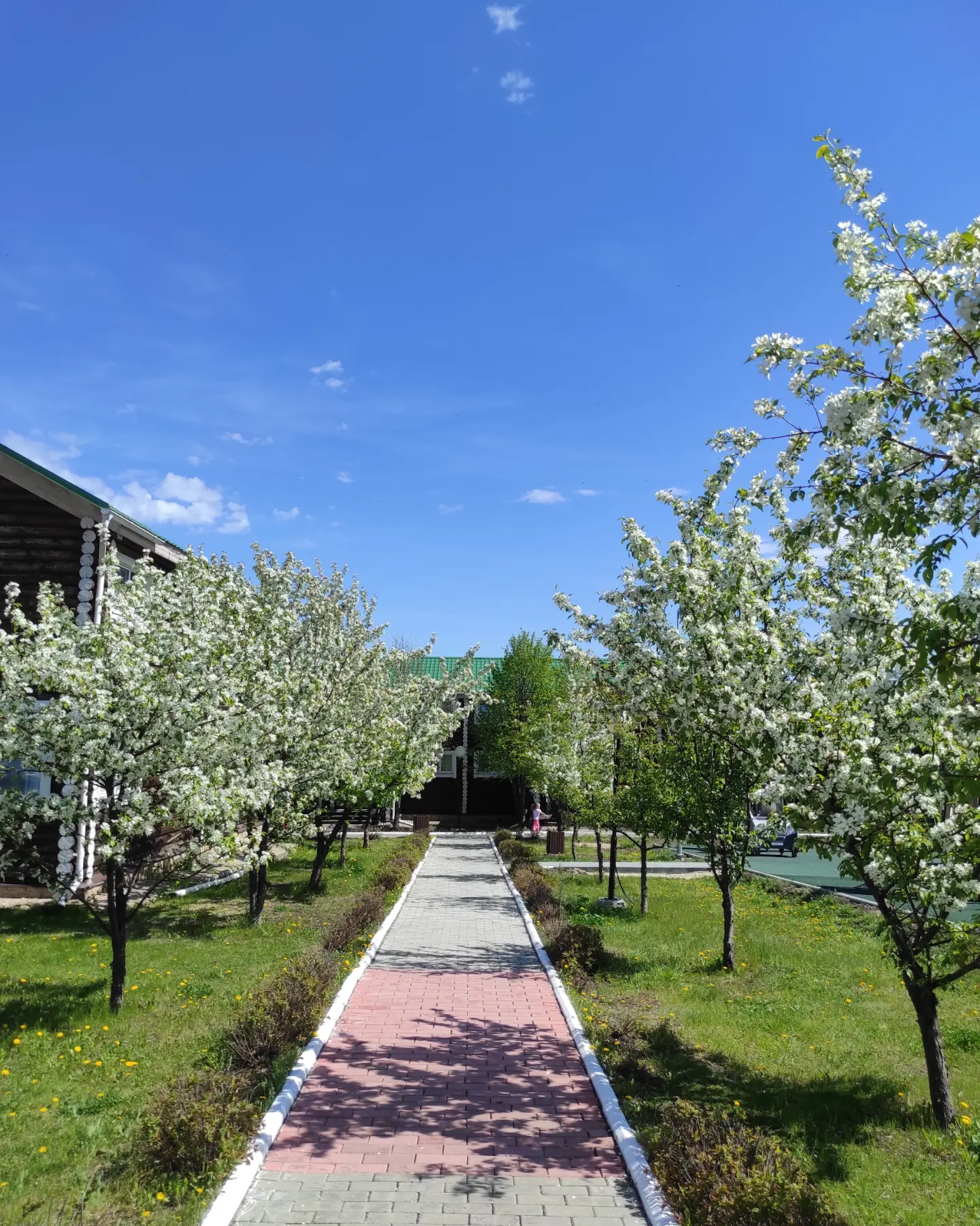 Фото Белая лошадь