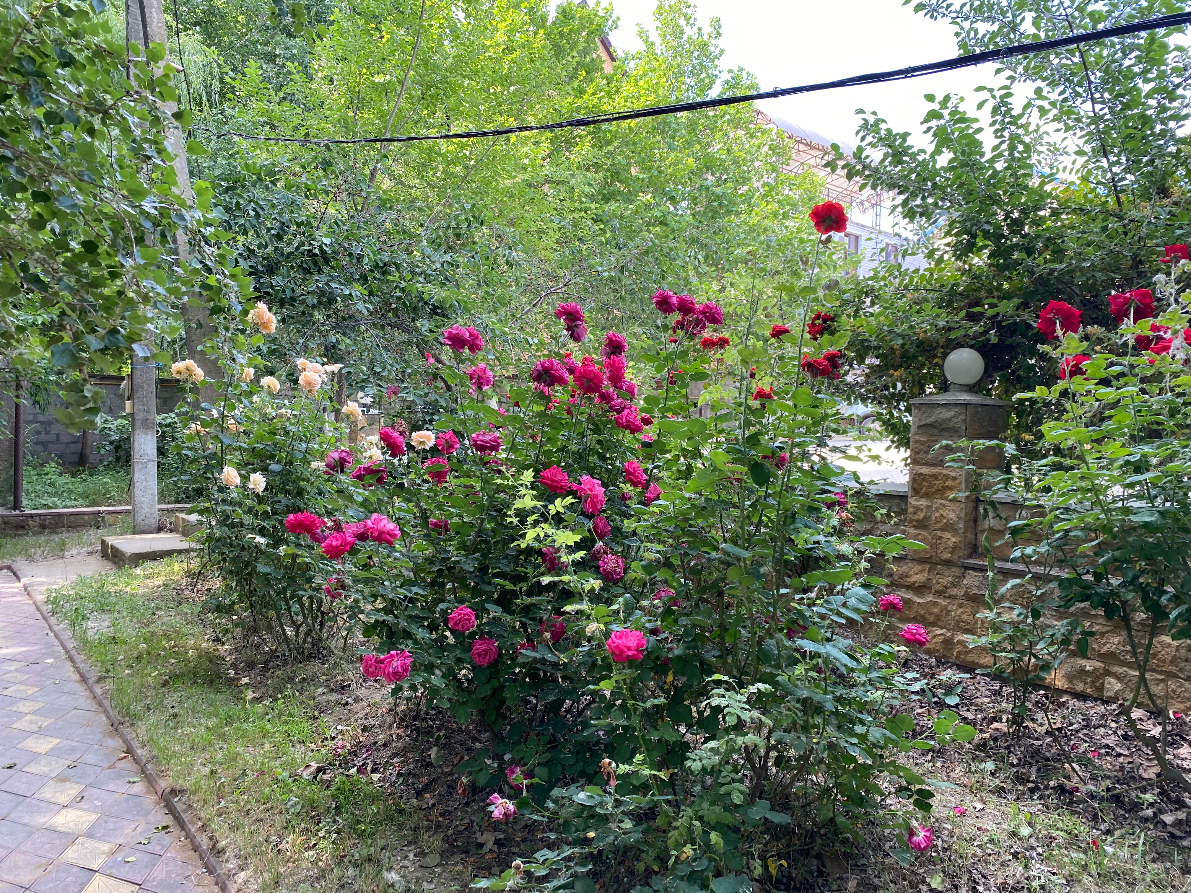 Фото Грин Вилл