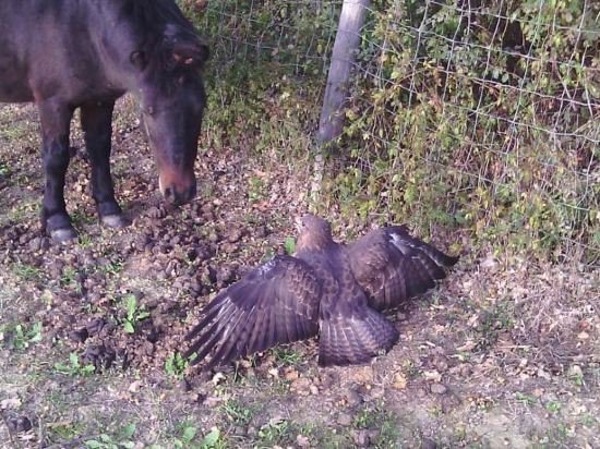 Фото Agriturismo Artisti del Cavallo