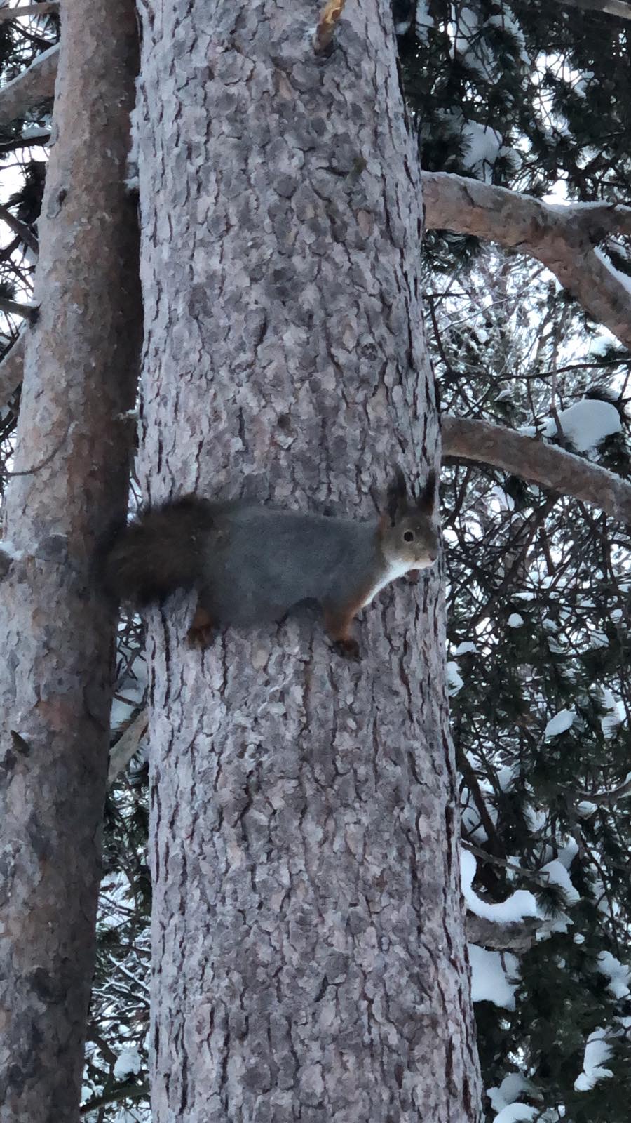 Фото Лесная