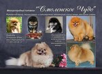 Kinologicheskij pitomnik Smolenskoe chudo (ulitsa Sheyna, 20), animal nursery