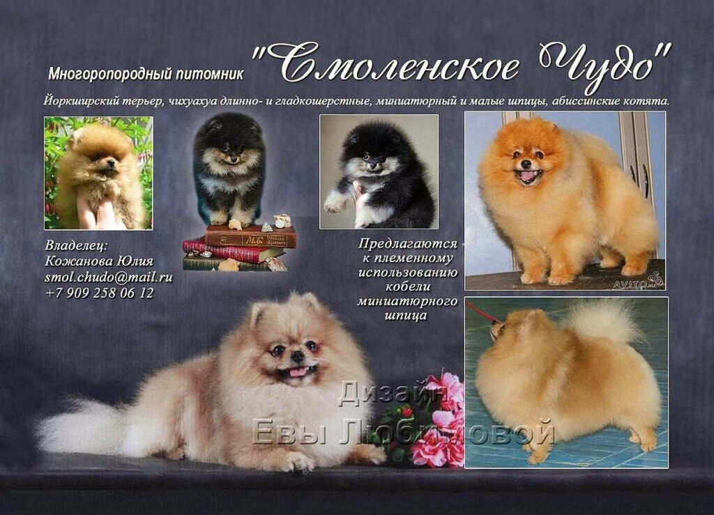 Animal nursery Kinologicheskij pitomnik Smolenskoe chudo, Smolensk, photo