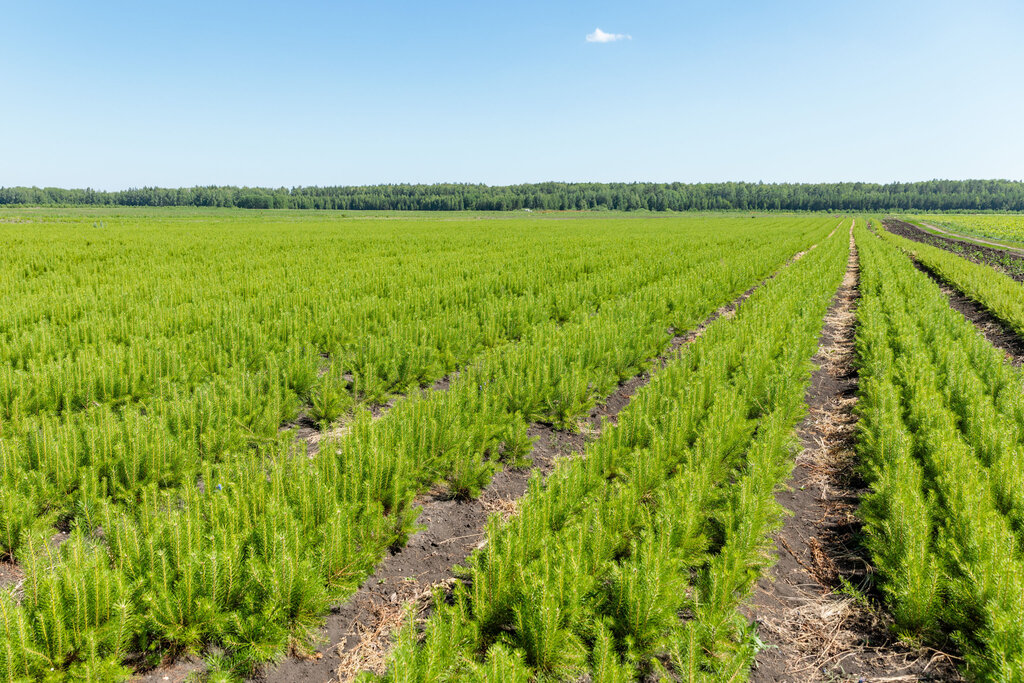 Питомник Сарафановский, plant nursery, Artyomovskiy, Pochtovaya ulitsa, 6 - Yand