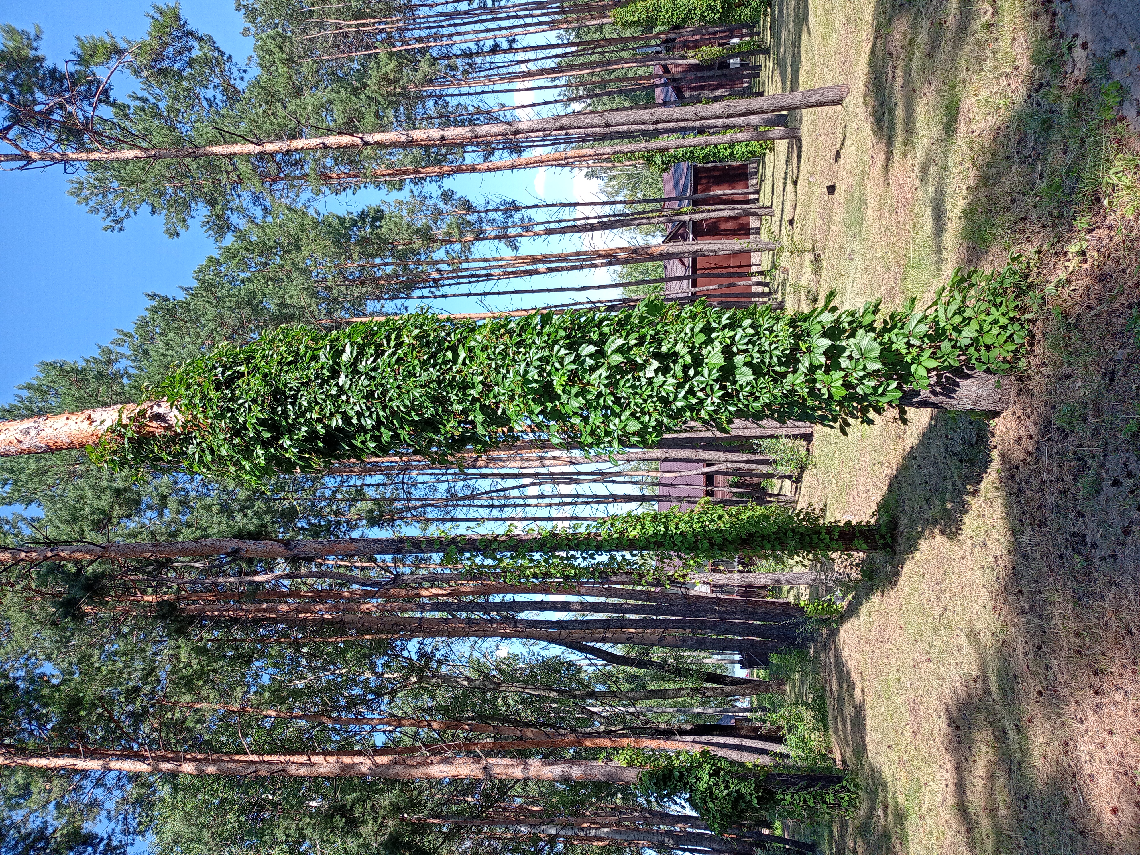 Фото Бригантина