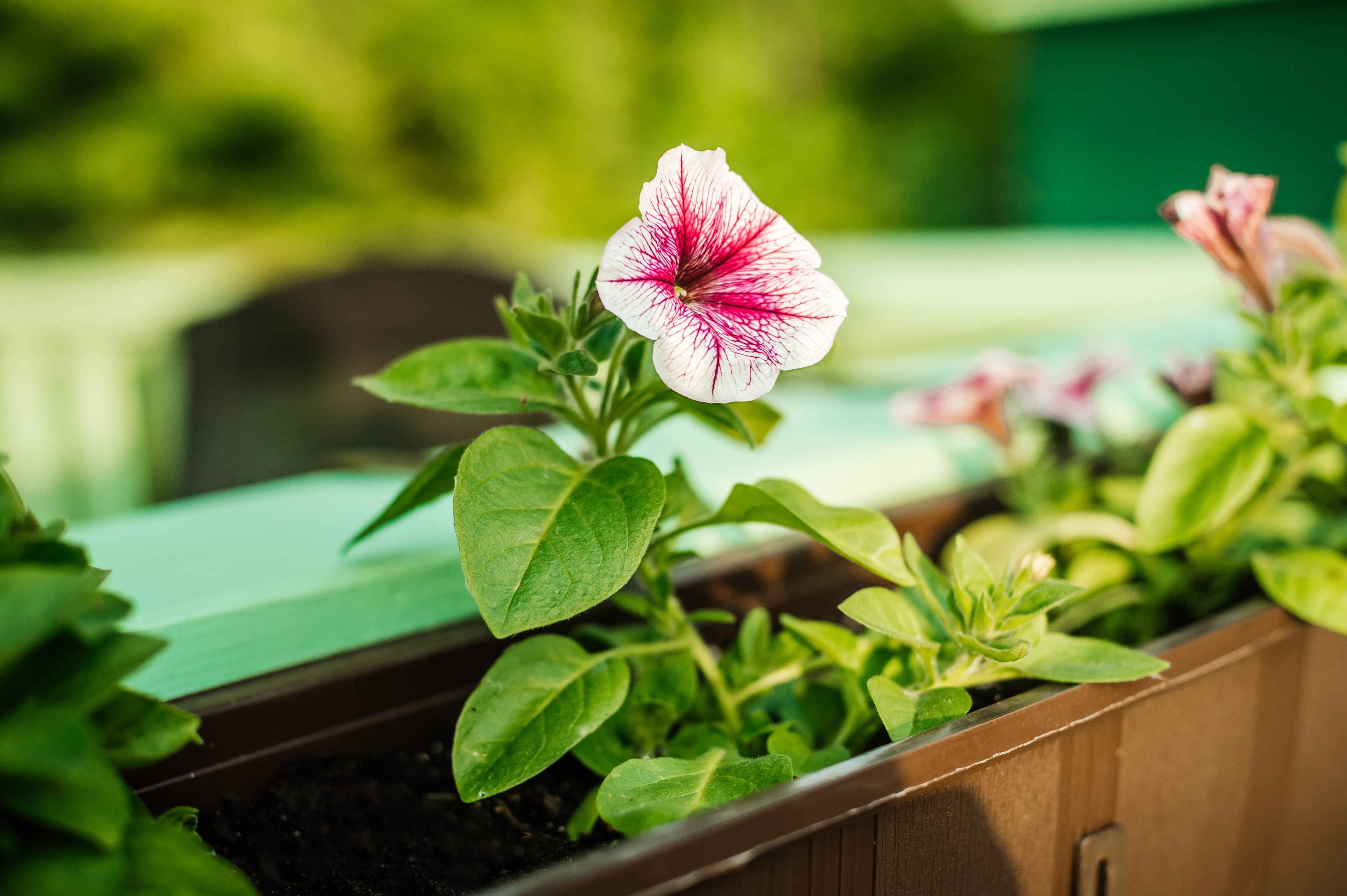 Фото Вереск