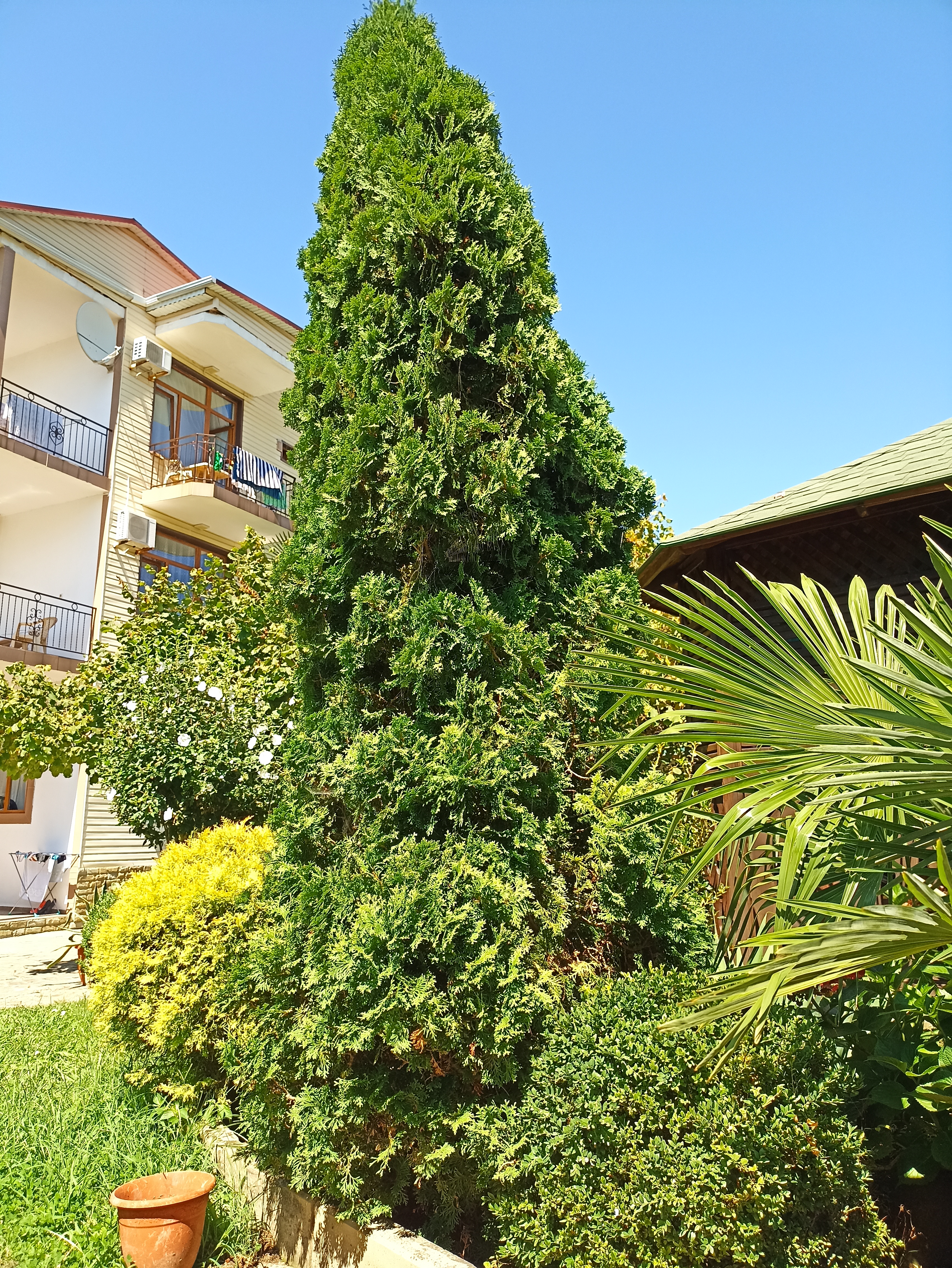 Фото Солоники