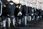 Gup Plemzavod Prigorodny (Tambovskiy munitsipalny okrug, derevnya Krasnenkaya, Sovkhoznaya ulitsa), empresa agrícola