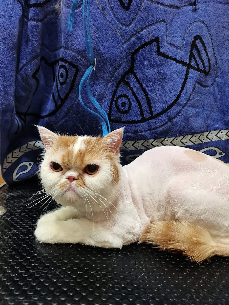 Pet salon Лапки Груминг, Balashiha, photo