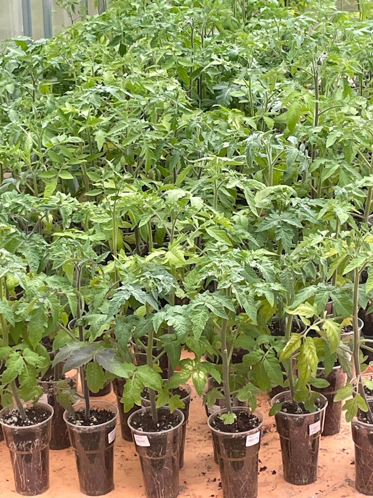 مركز الحديقة Архангельский огородник ، موسكو ومحافظة موسكو، صورة