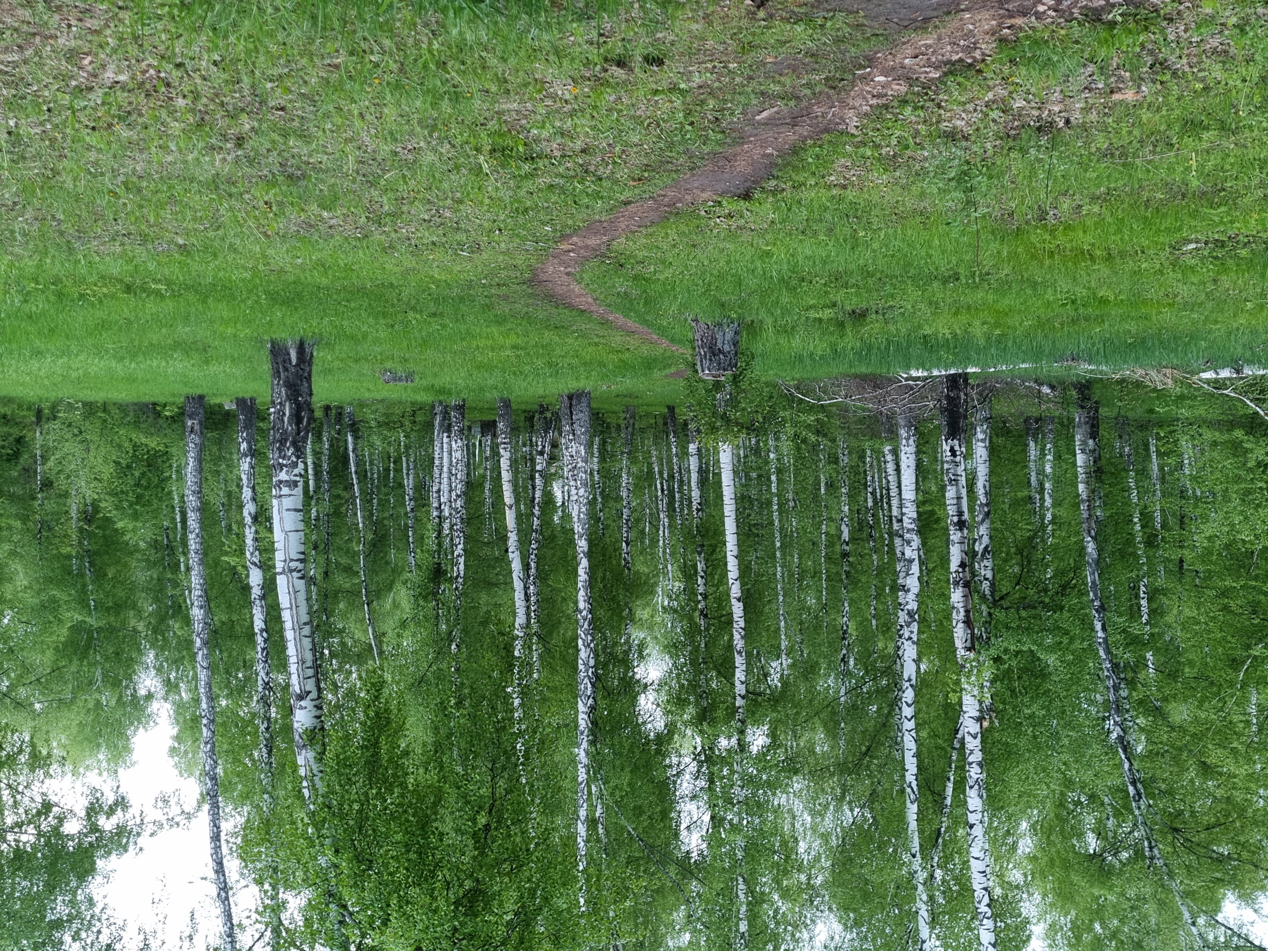 Березовая роща ульяновск