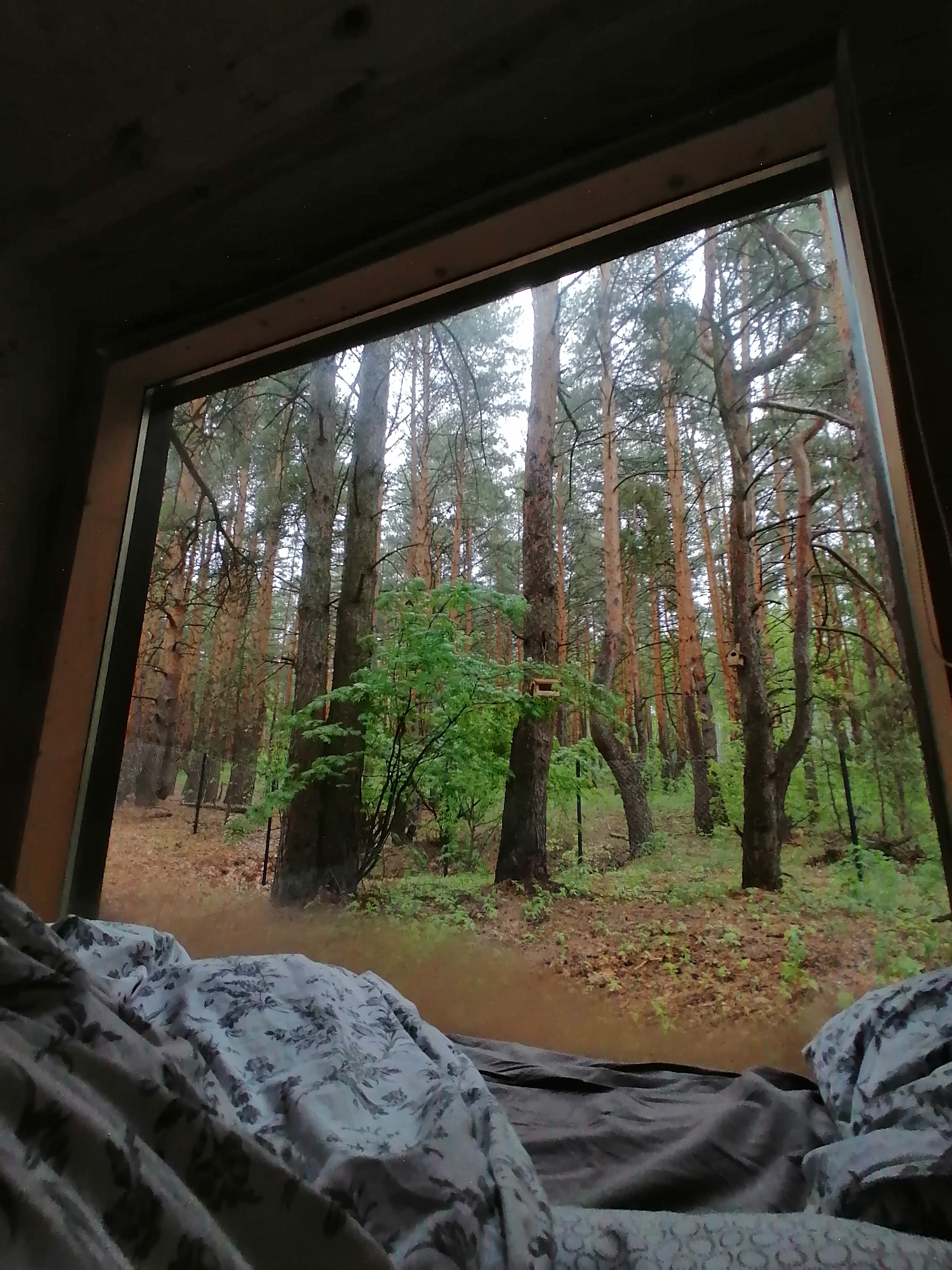 Фото Место под соснами