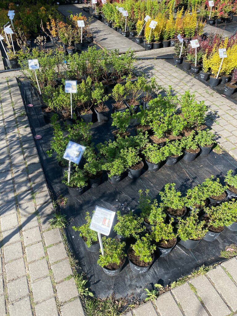 Centro de jardinería Set sadovykh tsentrov, Pskovsky trest zelenogo khozyaystva, , foto
