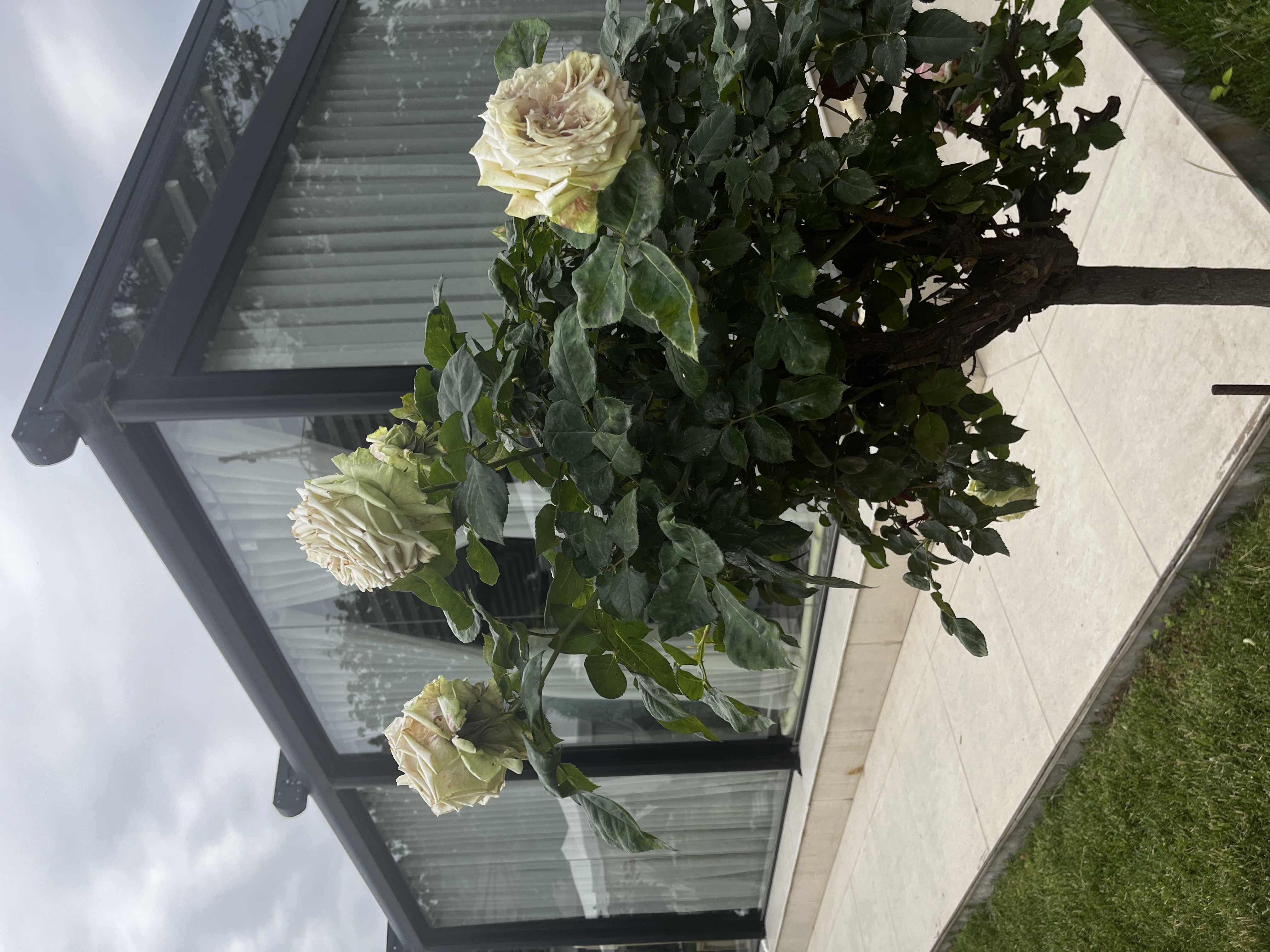 Фото City Palace Hotel