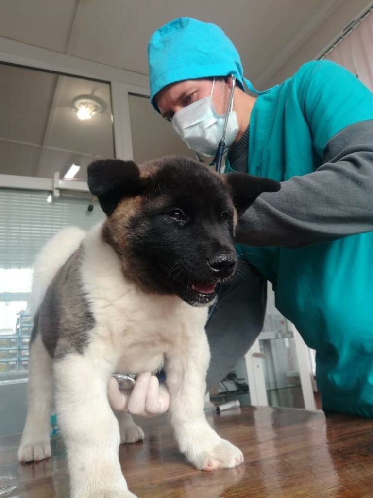 عيادة بيطرية Fryanovskaya uchastkovaya veterinarnaya lechebnitsa ، موسكو ومحافظة موسكو، صورة
