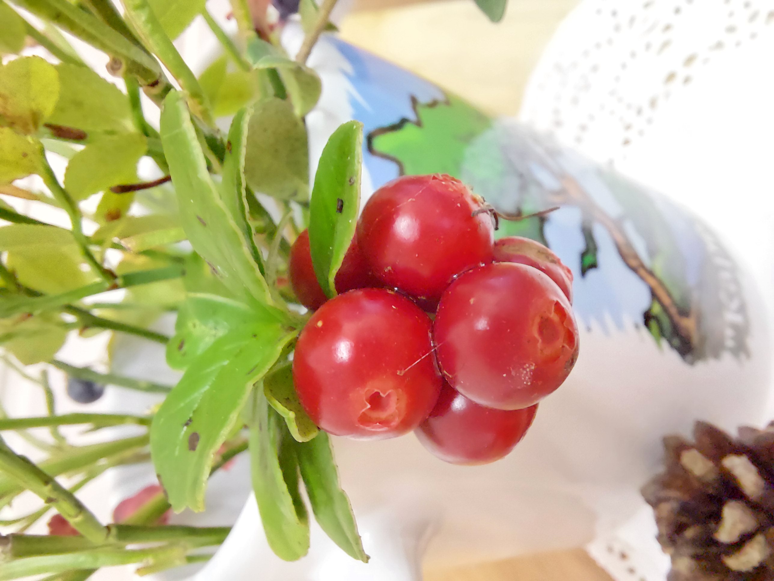 Фото Карельская сказка