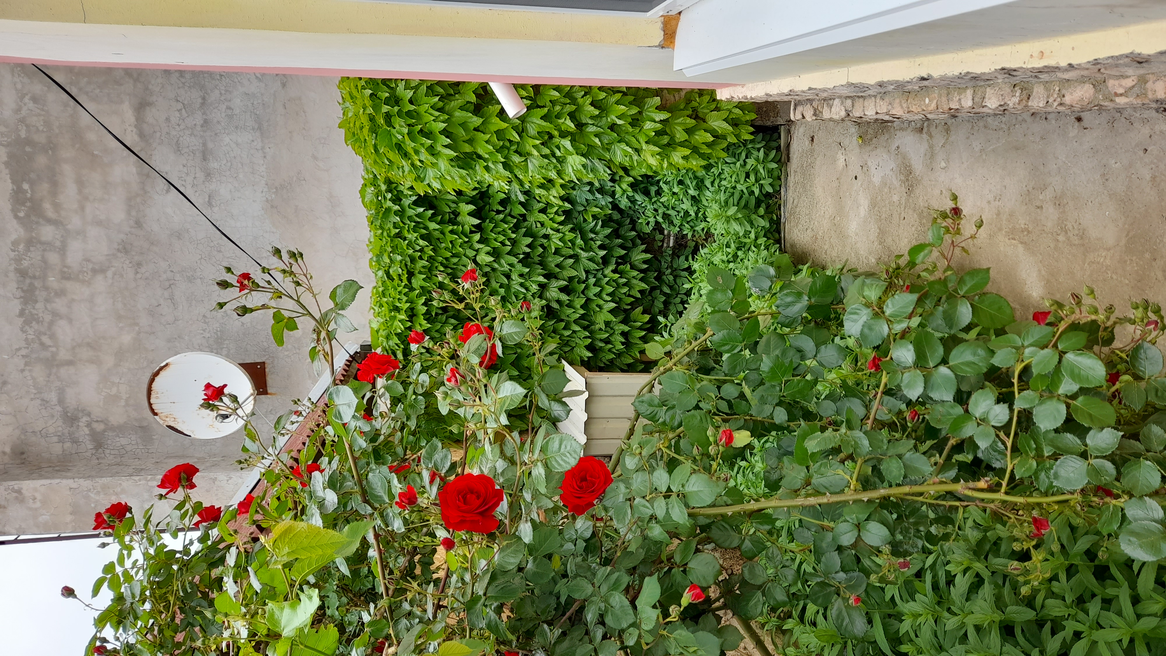 Фото Тетушка Сова