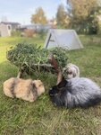 Rabbits Hotel (derevnya Boltino, Tsentralnaya ulitsa, 16А), pet hotel