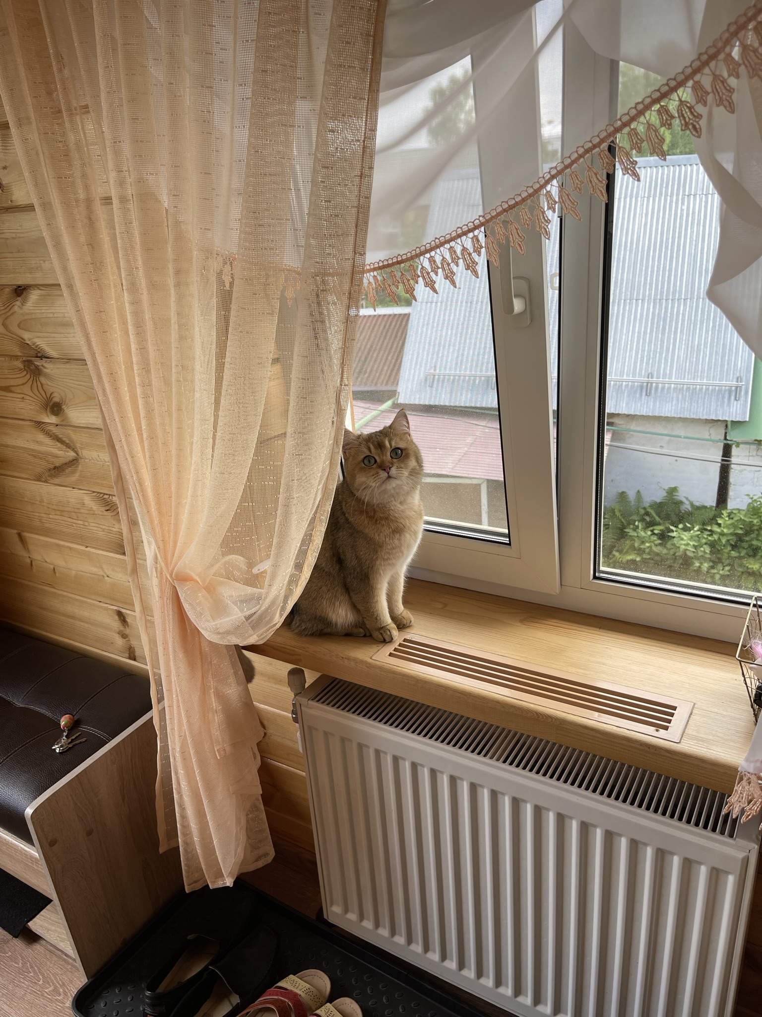 Фото Жасмин