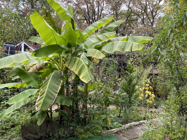 Фото Никель