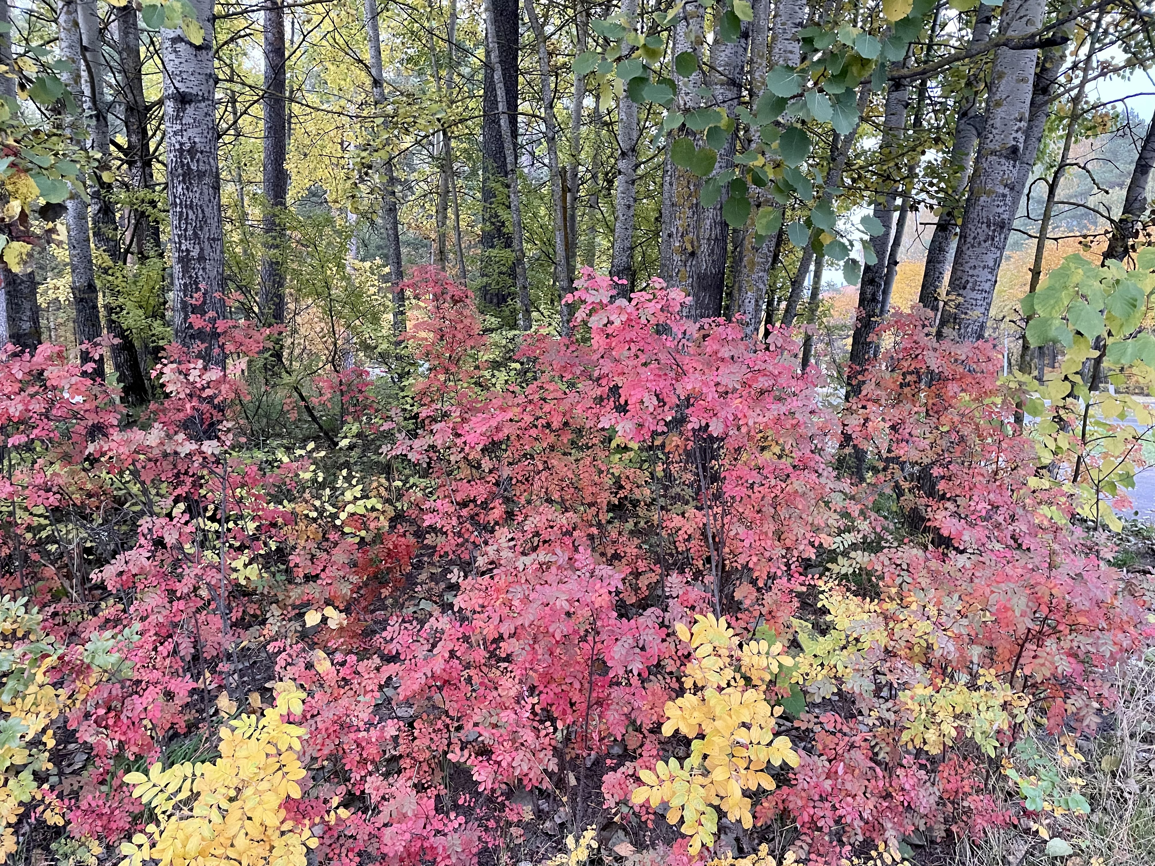 Фото Гостиница Ленинградская АЭС-Авто