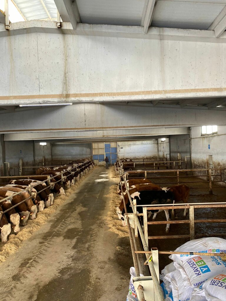 Intensive animal farming Ozden Farm, Talas, photo