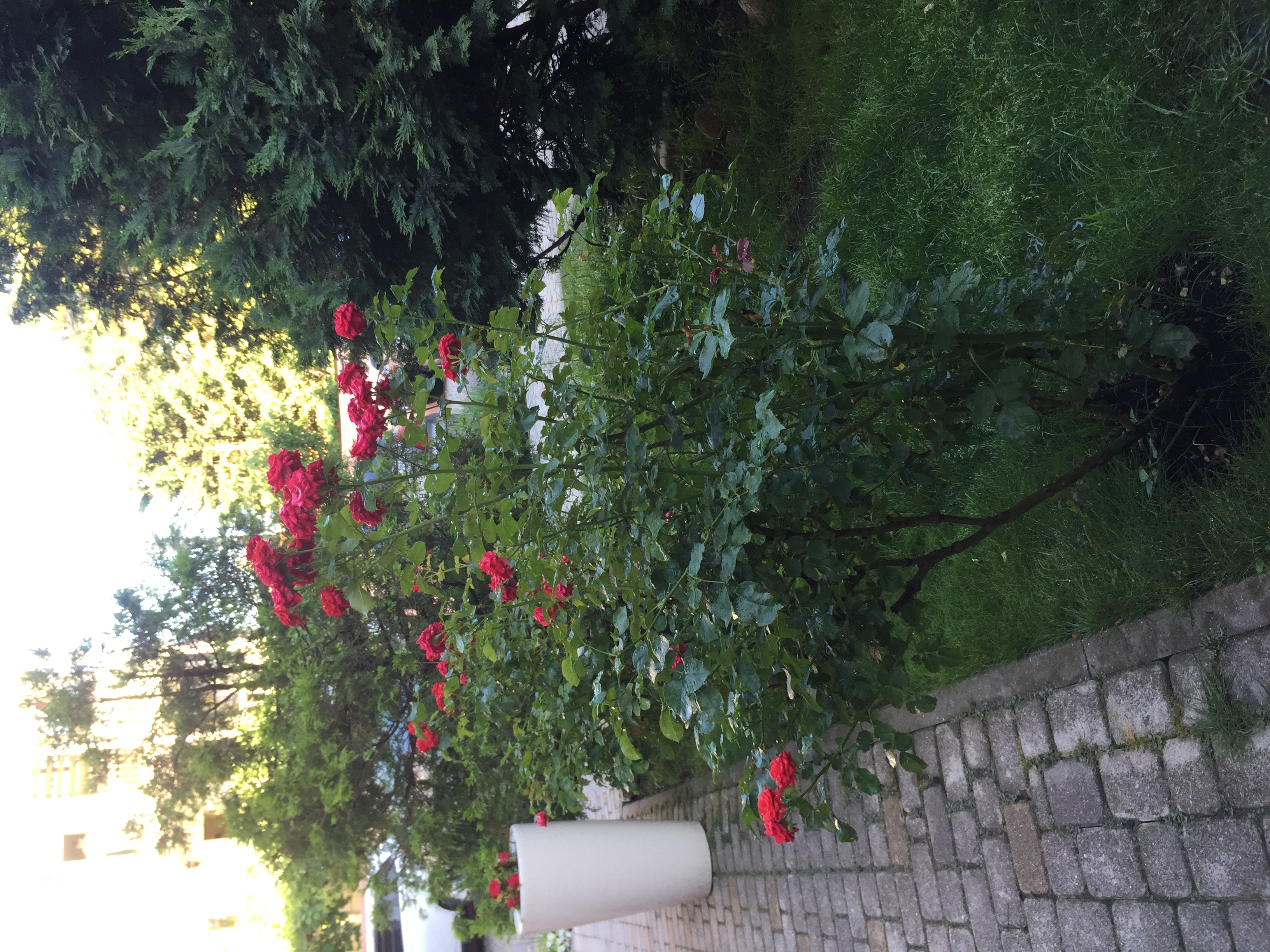 Фото Глориос