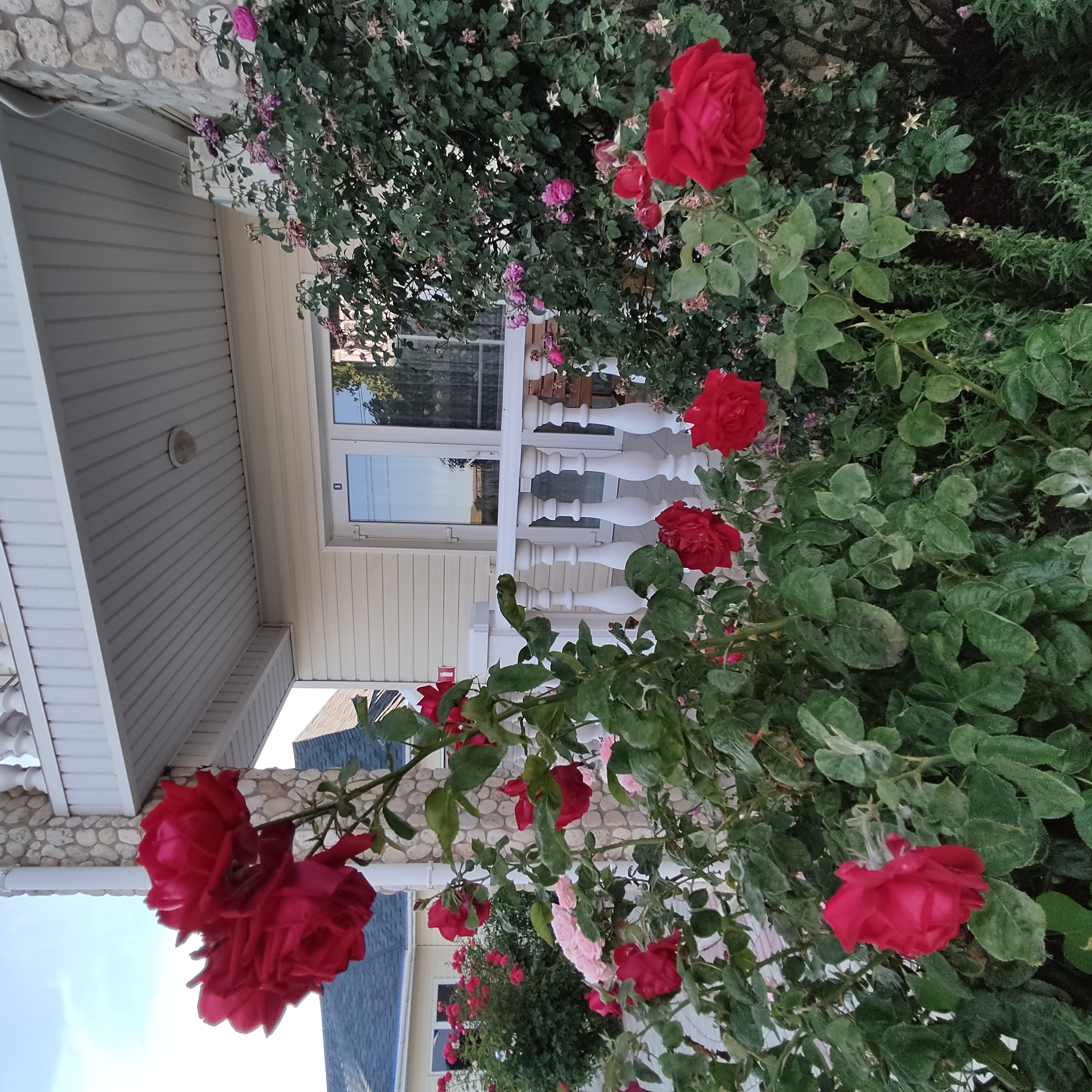 Фото Альбатрос