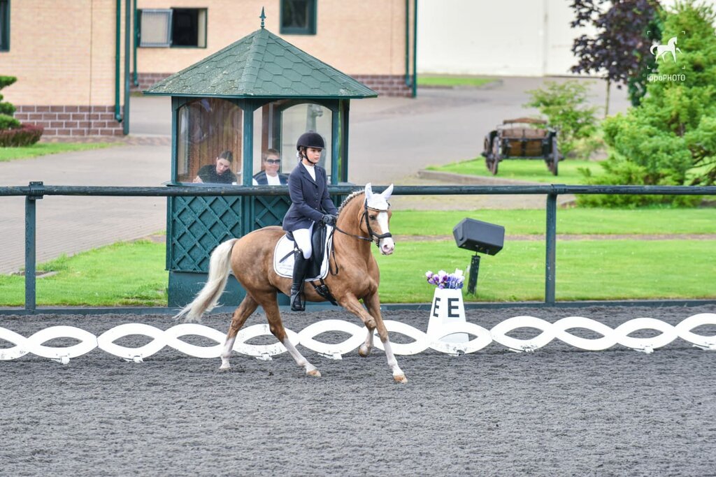 Horse riding Forsayd, Saint‑Petersburg and Leningrad Oblast, photo