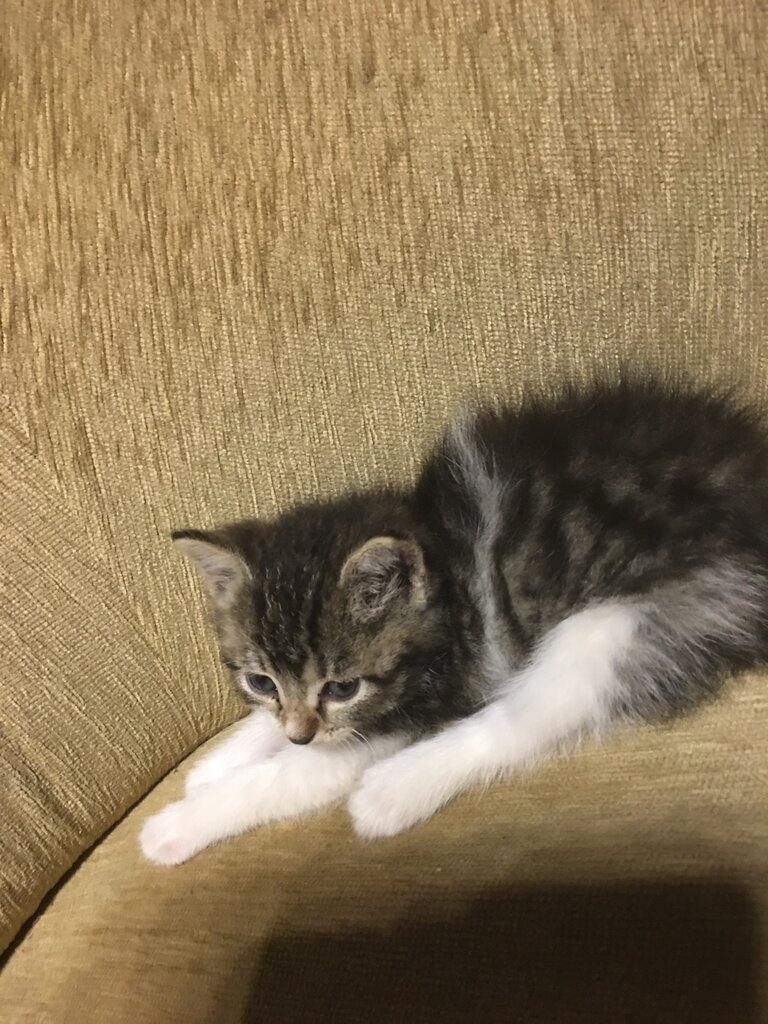 Кошка Соколиная гора
